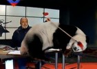 Mario_Silva_Panda_Destacada