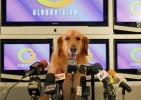 Globo_Golden