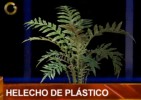 Helecho_Nitu