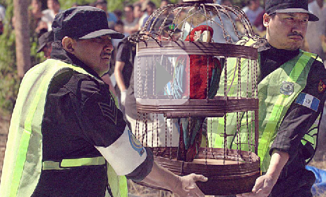 Loro-Caja negra relata lo que sucedió en avión estrellado en Guatemala 