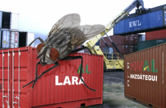 La mosca Pudri pronostica cuál será el próximo container podrido