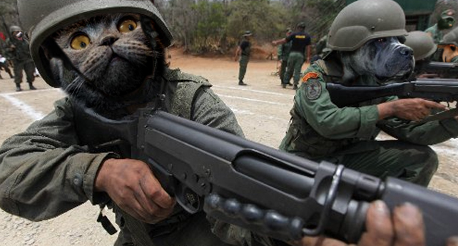 Perros y gatos tendrán que inscribirse en el Registro Militar