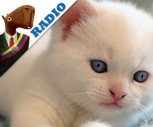 Audio: Osama Bin Laden reencarna en tierno gatito