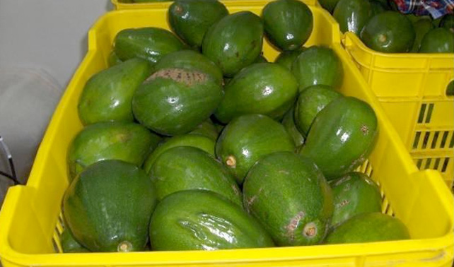 Aguacate es rechazado por señora luego de que no le sonara la pepa