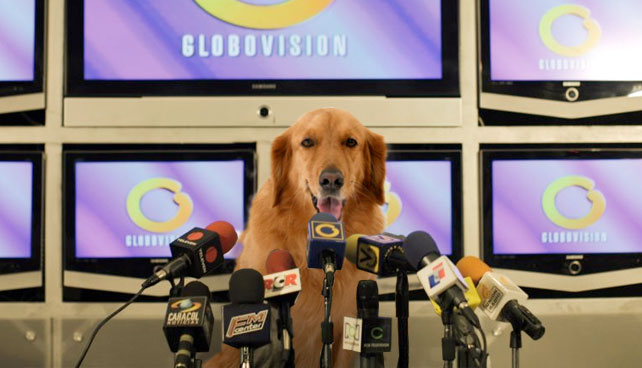 Dueños de Globovisión nombran a un Golden Retriever como director para salir de ese peo