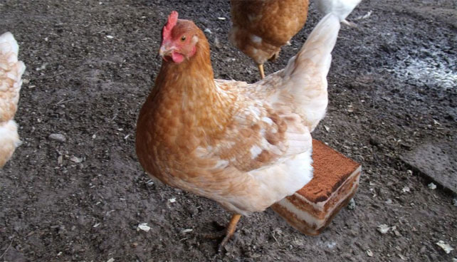 Gallina alimentada con leche, harina y café pone tiramisú