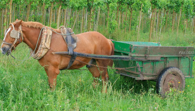 Venezuela espera fabricar 50.000 carrozas a caballo para 2014