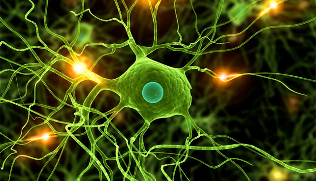 TSJ prohíbe la propagación de impulsos eléctricos entre neurona y neurona
