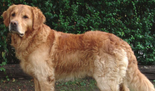 Polo celebra 7 años perros del peor gobierno de nuestra historia