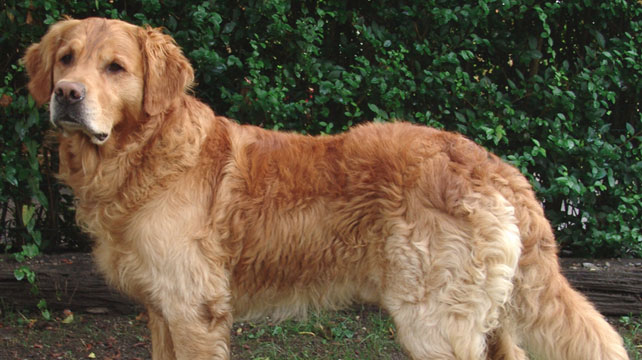 Polo celebra 7 años perros del peor gobierno de nuestra historia