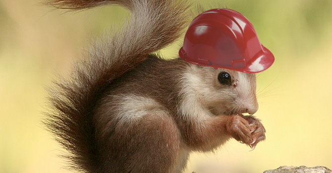 En Sidor todo está perfecto miren esta ardilla con casco :)