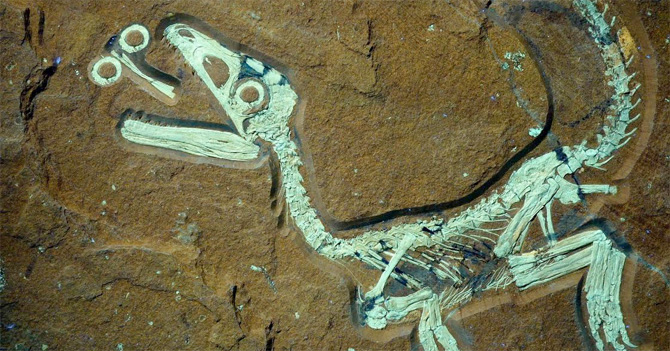 Científicos descubren fósil de primer dinosaurio gay