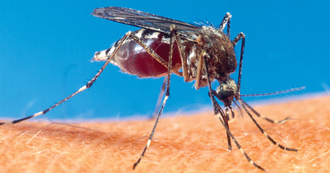 Mosquito de Chikungunya sueña con picar a una Kardashian (Entrevista exclusiva)