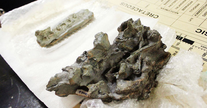 Encuentran fósil de dinosaurio en Táchira y lo revenden a Cúcuta  