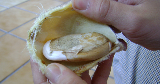 Venezolanos adoptan la pepa de mango como moneda oficial