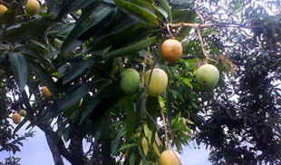 Mata de mango se convierte en toda la producción agrícola del país