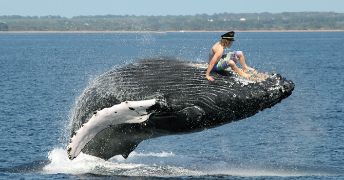Conviasa ofrece nuevos viajes en ballenas a España