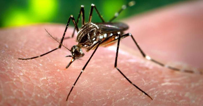 Redactor de esta noticia decide hablar del Zika para que el Gobierno sepa que es