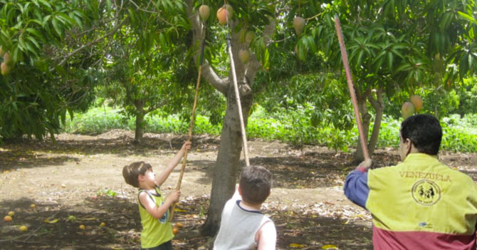 Maduro ordena tomar mata de mango que está produciendo poco