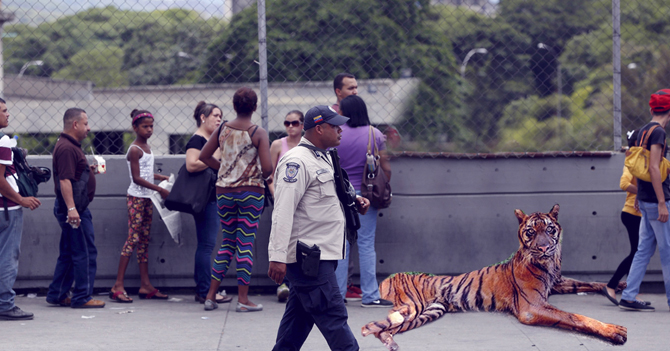 Tigre del Zoológico de Caricuao visto haciendo cola en Bicentenario