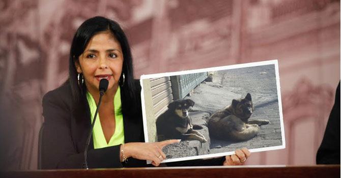 Delcy Rodríguez: "Venezuela es el único país del mundo con perros callejeros de pedigree"