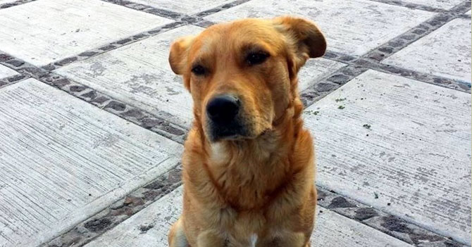 Perro asegura que en la Cuarta comía Perrarina