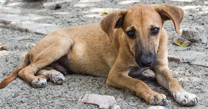 Familia obliga a perro a trabajar para que cubra sus propios gastos