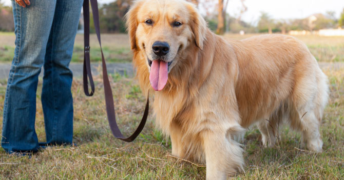 Joven aprovecha elecciones para sacar a pasear al perro