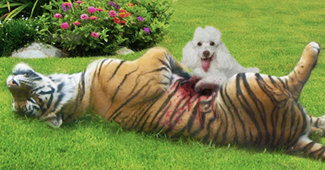 Perro mata tigre para ayudar a su familia a comprar perrarina