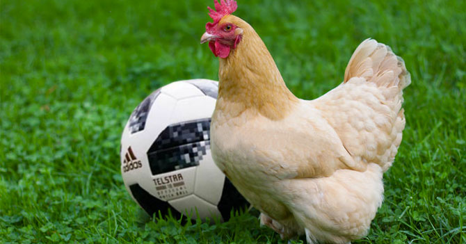 Gallina se salva de rito santero porque predice resultados del Mundial