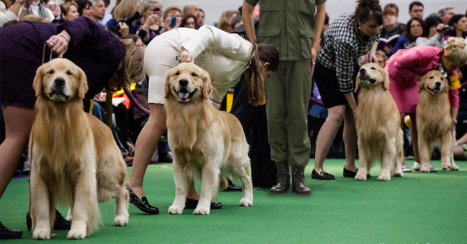 Militar venezolano gana concurso de pedigree canino