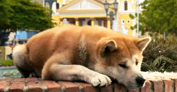 Hachiko muere esperando que regrese la luz en Maracaibo