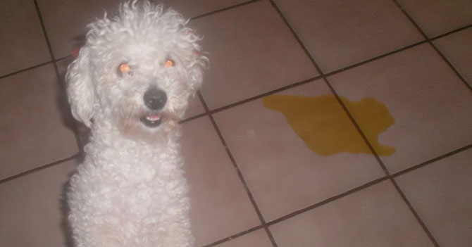 Poodle desgraciado contento por el cierre de periódicos en Venezuela