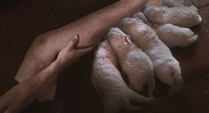 Pierna humana da a luz a cinco cachorritos de poodle