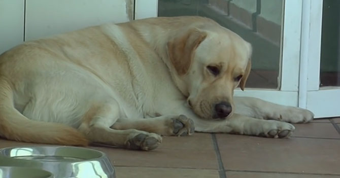 Perro de Guaidó se rehúsa a salir a pasear con él por miedo a que se lo lleve el SEBIN