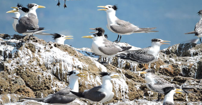 Peñasco usado por gaviotas para hacer pupú en medio del Océano Pacífico exige visa a venezolanos