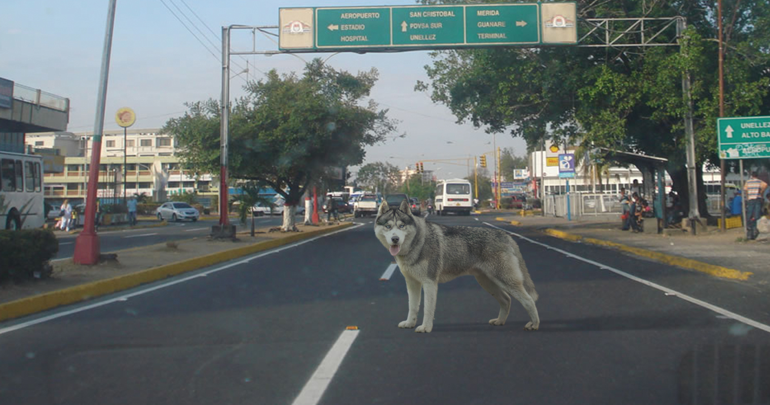 Husky siberiano está seguro que Barinas no es su ambiente natural