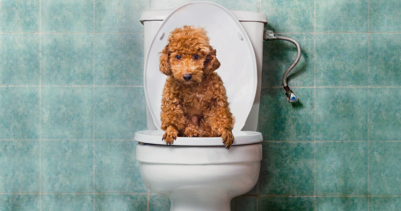 Perro fastidiado de que lo saquen solo al frente aprende a usar el baño