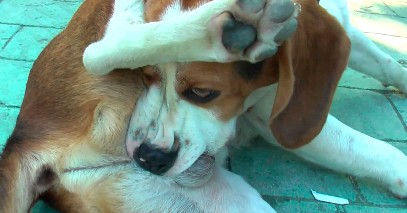 Perro degenerado lame sus partes para que lo veas