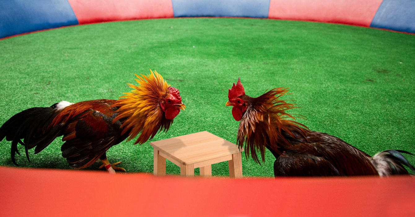 Llanero pacifista sustituye pelea de gallos por mesa de diálogo de gallos