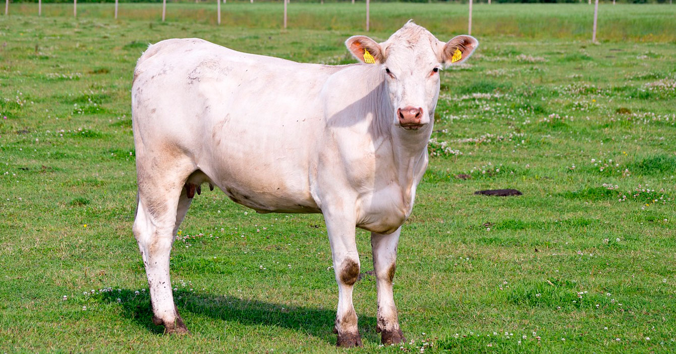 Vaca exportada a Irak tiene más probabilidades que tú de ver a Olga Tañón en vivo
