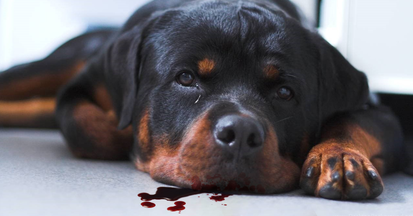 Rottweiler que almorzó malandro llora por detonación de cebollita