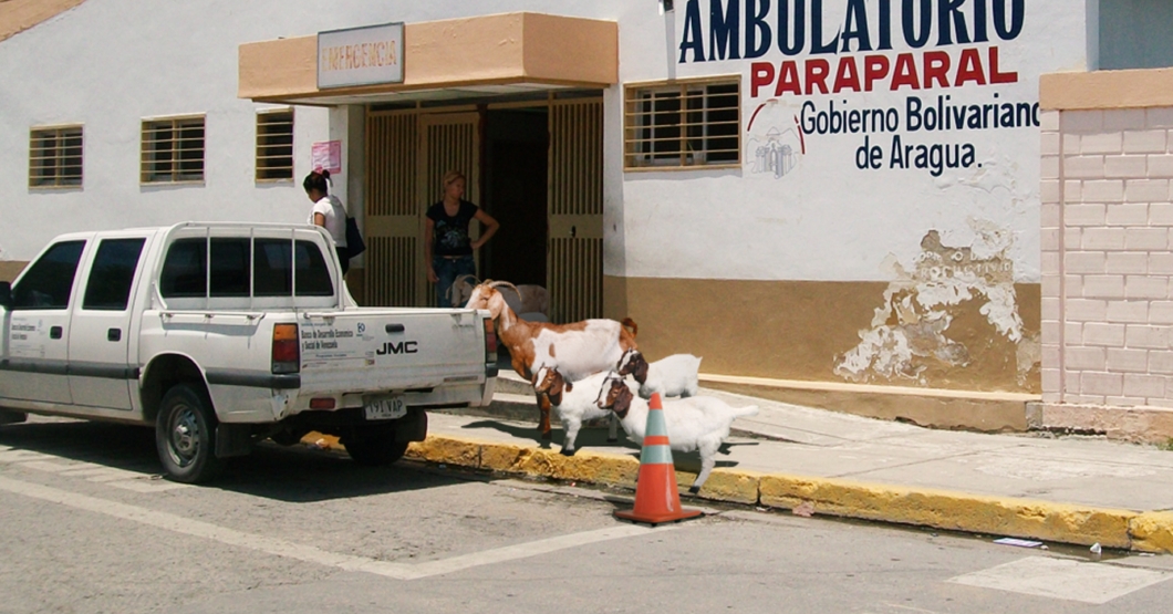 OMS reconoce esfuerzo de ambulatorio venezolano por cumplir todas las medidas sanitarias para criar chivos