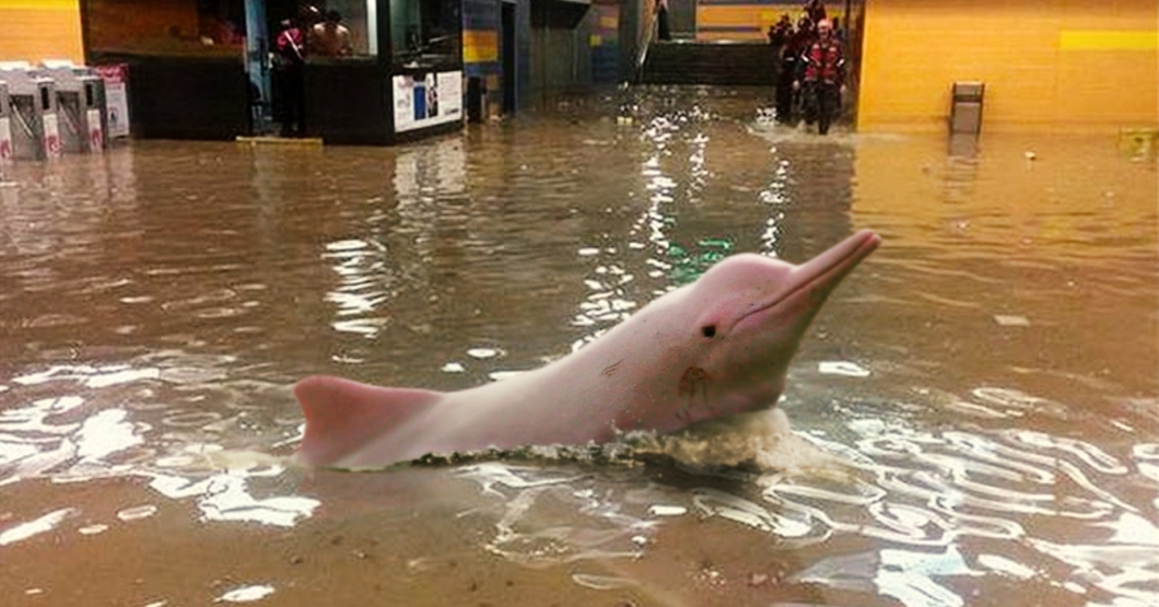 Fuertes lluvias permiten que toninas vuelvan a su hábitat natural en el Metro de Caracas