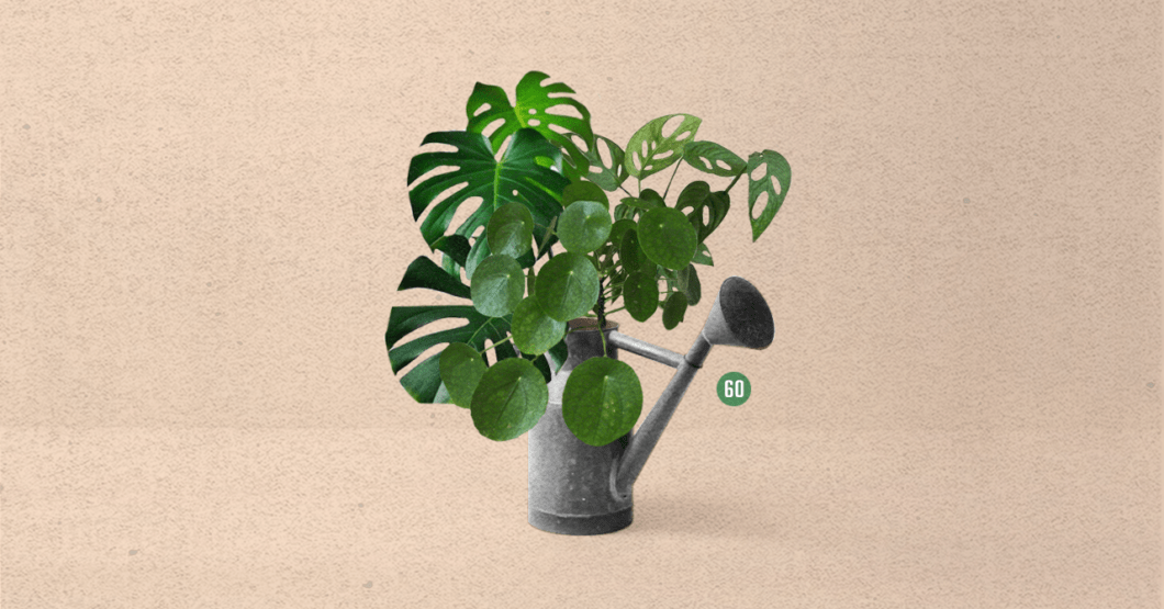 60 | ¿Por qué estamos obsesionados con las plantas? | El Cuartico