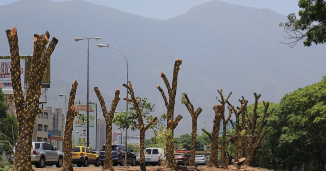 Alcaldía de Chacao da la bienvenida a la Navidad poniendo luces donde estaban los árboles que talaron