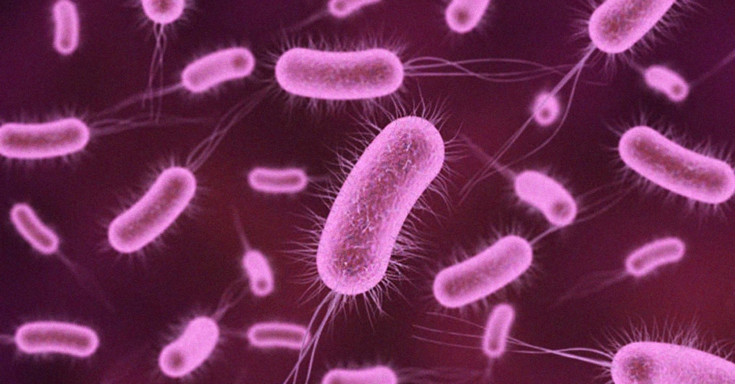 Bacteria carnívora en queso llanero sólo provoca que sepa mejor