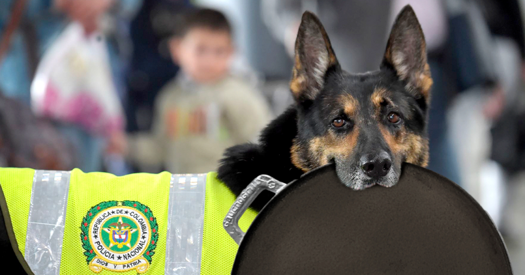 Migración Colombia entrena perros anti-budares