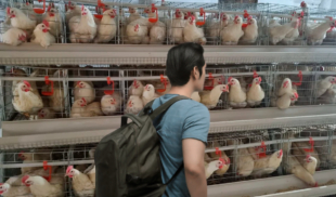 Conoce los gallineros verticales, la nueva forma de alquilar vivienda en Caracas
