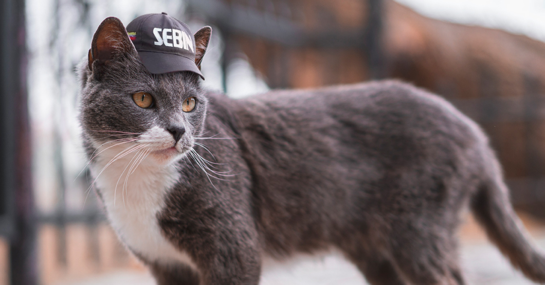 Chama perdona los crímenes de lesa humanidad de su gato por ser tan cuchi